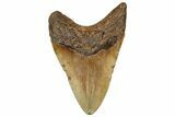 Fossil Megalodon Tooth - Huge NC Meg #328310-2